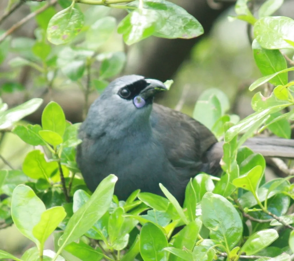 北岛垂耳鸦(Callaeas wilsoni)