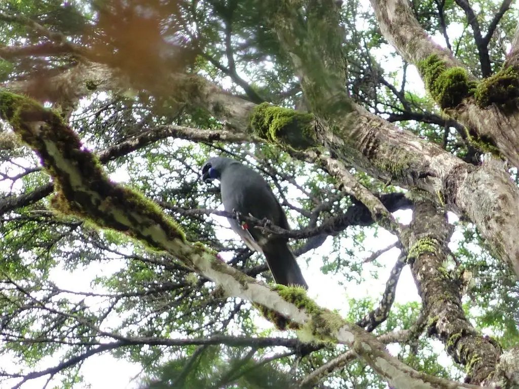 北岛垂耳鸦(Callaeas wilsoni)