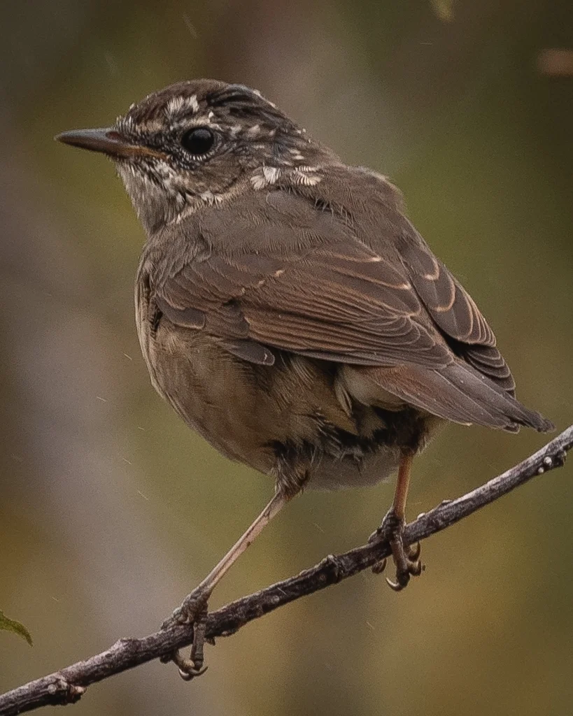 红喉歌鸲(Calliope calliope)