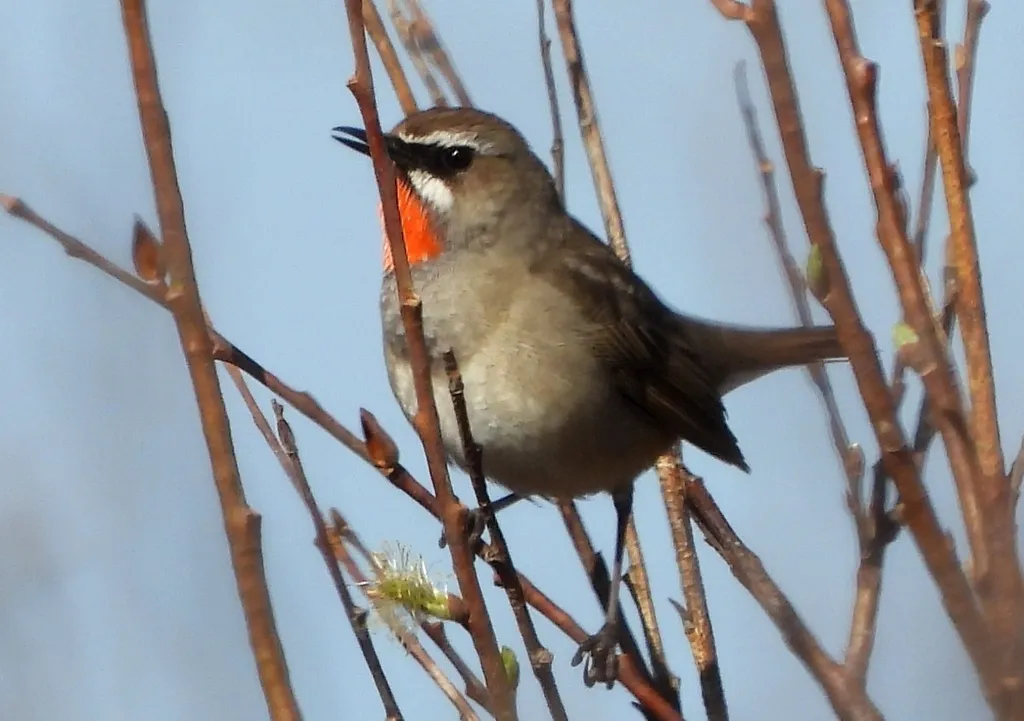 红喉歌鸲(Calliope calliope)