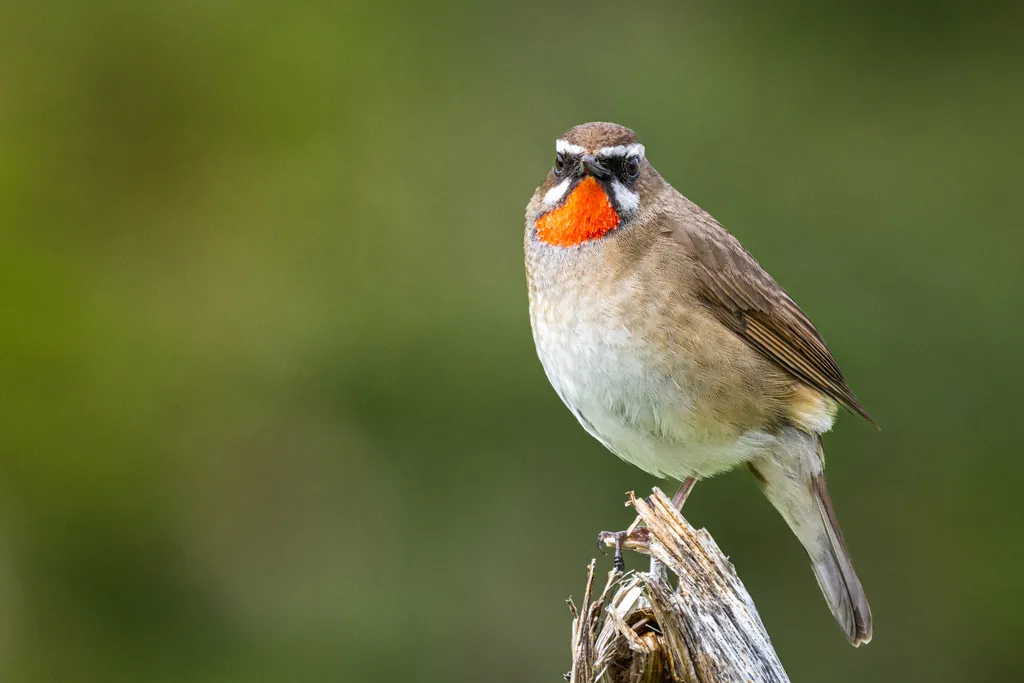红喉歌鸲(Calliope calliope)