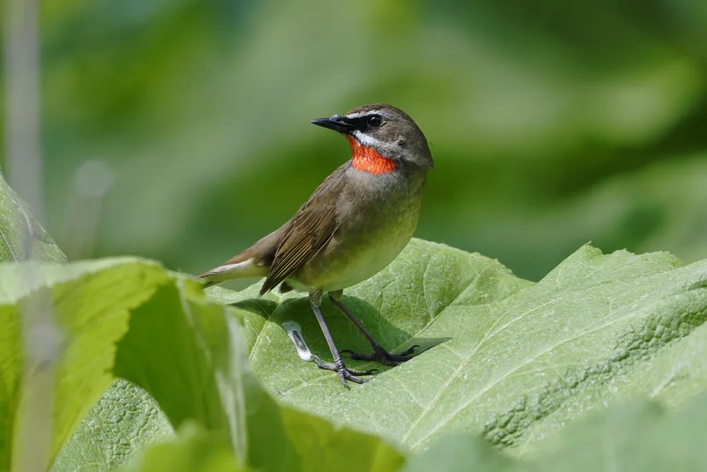 红喉歌鸲(Calliope calliope)