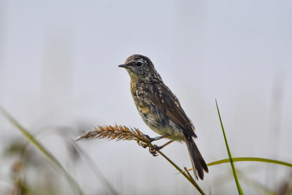 红喉歌鸲(Calliope calliope)