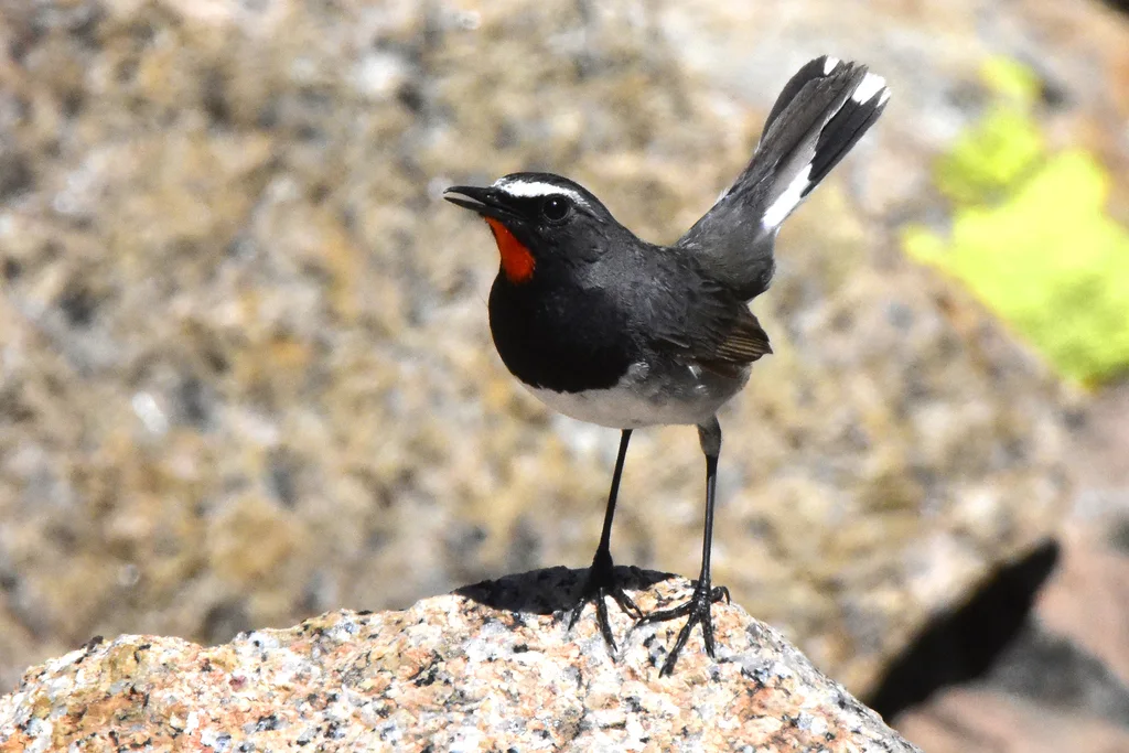黑胸歌鸲(Calliope pectoralis)