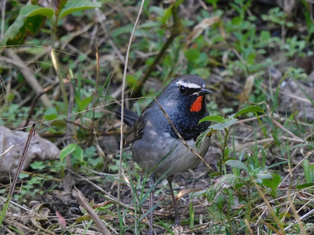 黑胸歌鸲(Calliope pectoralis)