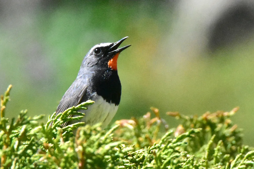 黑胸歌鸲(Calliope pectoralis)