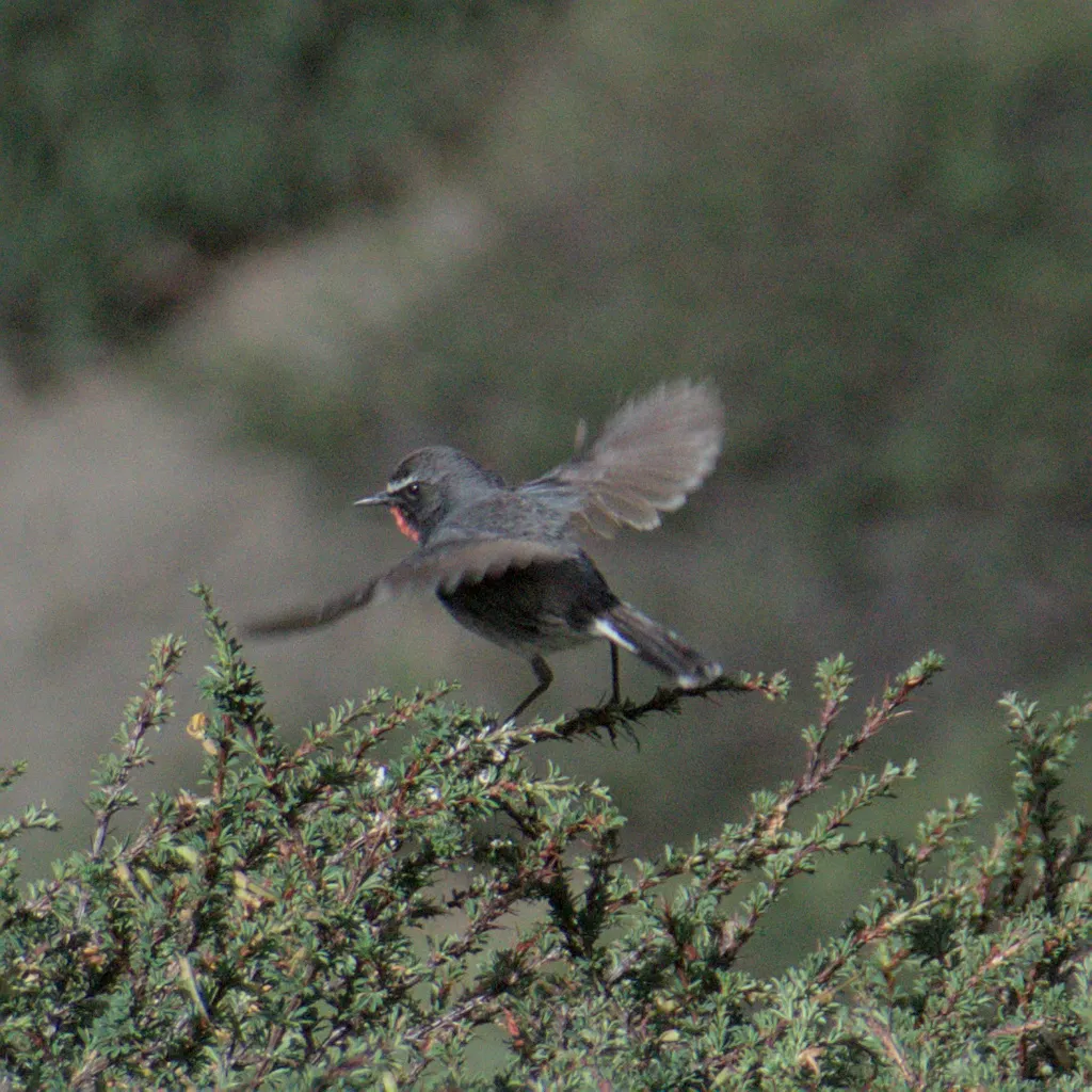 黑胸歌鸲（Calliope pectoralis）