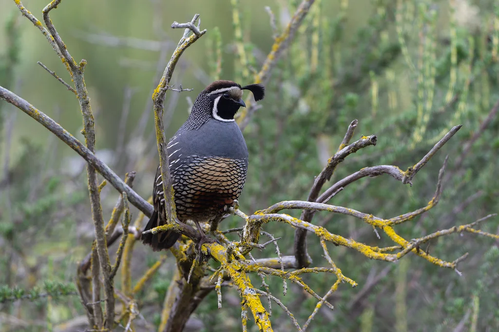 珠颈斑鹑(Callipepla californica)