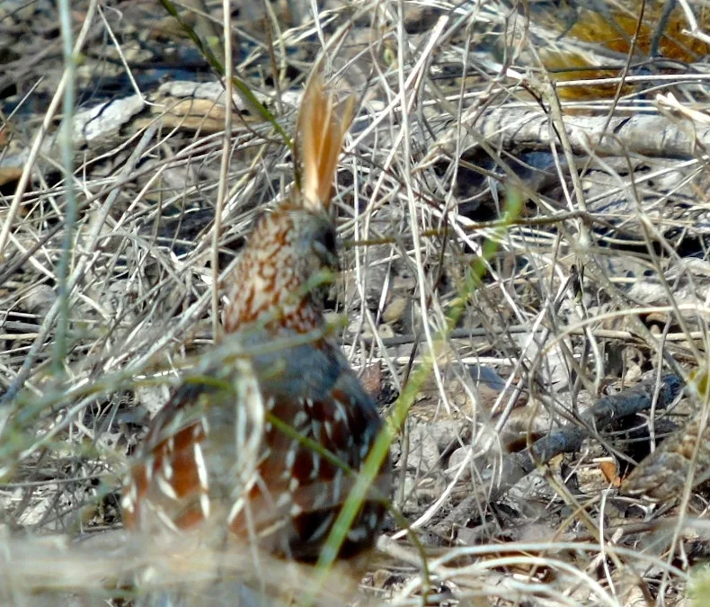 华丽翎鹑(Callipepla douglasii)