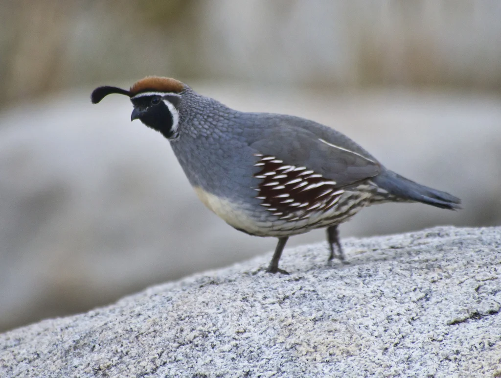 黑腹翎鹑(Callipepla gambelii)
