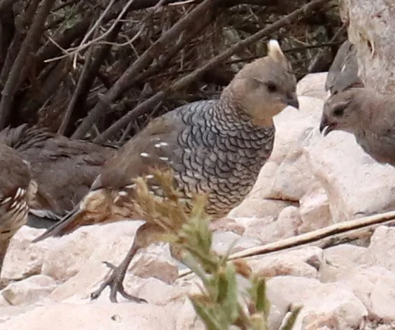 鳞斑鹑(Callipepla squamata)