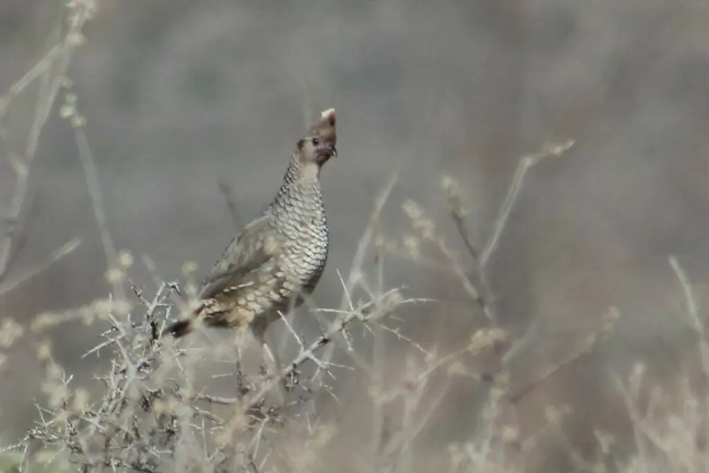 鳞斑鹑(Callipepla squamata)