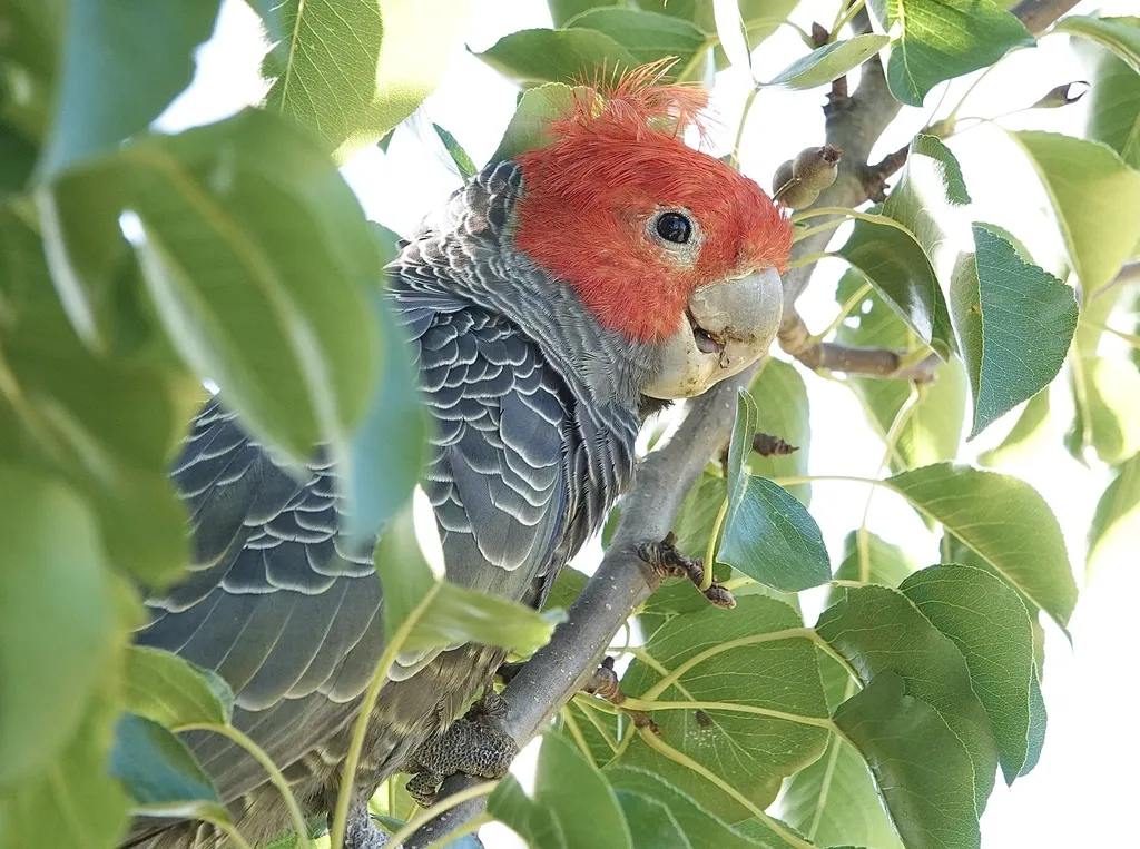 红冠灰凤头鹦鹉(Callocephalon fimbriatum)