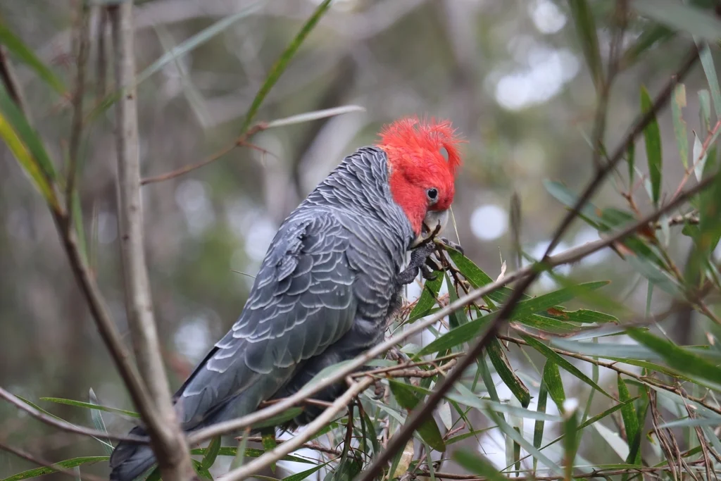 红冠灰凤头鹦鹉(Callocephalon fimbriatum)