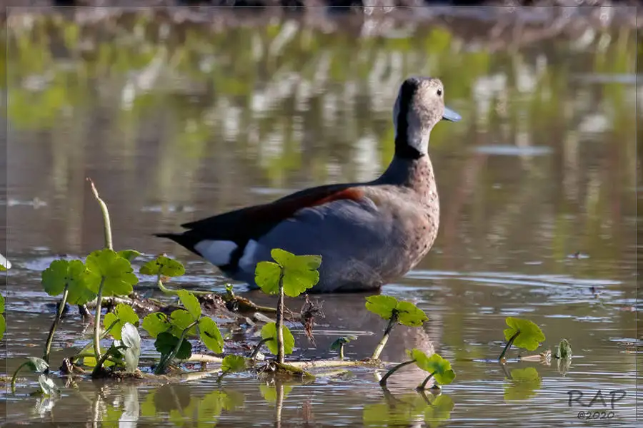 环颈鸭(Callonetta leucophrys)