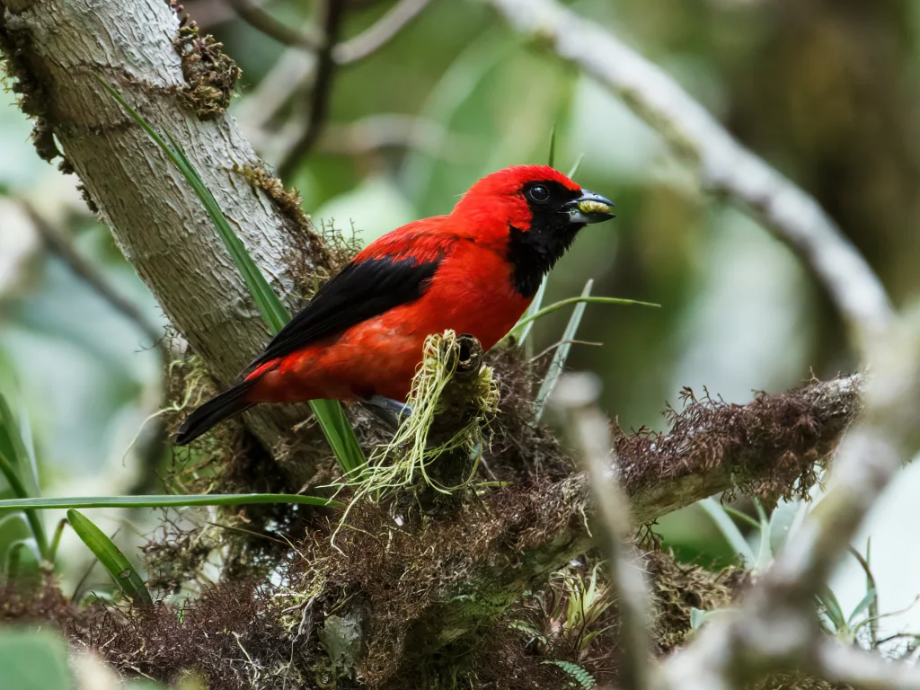 朱红唐纳雀(Calochaetes coccineus)