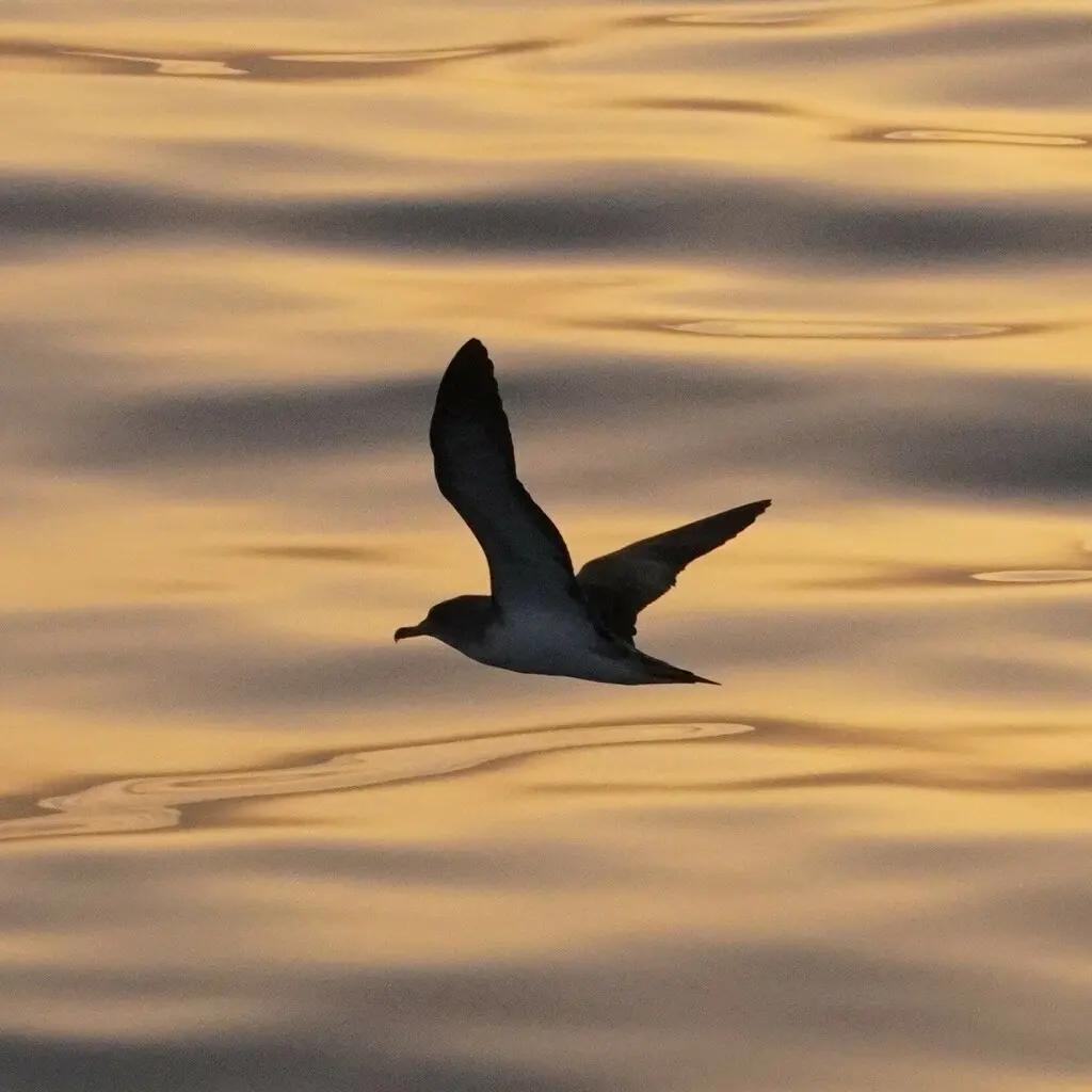 猛鹱(Calonectris borealis)