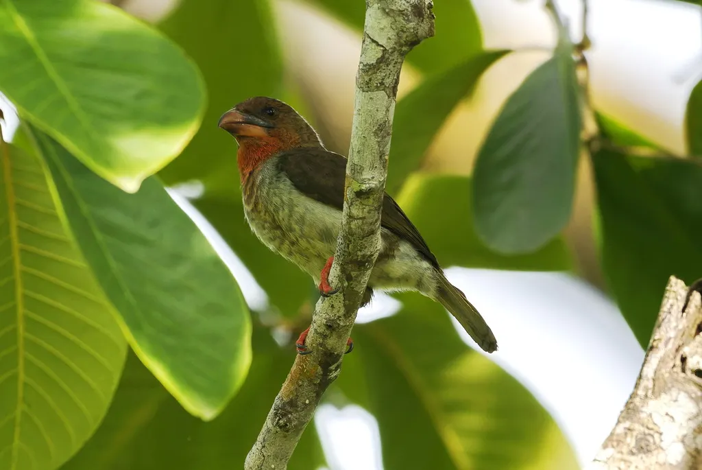 褐拟啄木鸟(Caloramphus fuliginosus)
