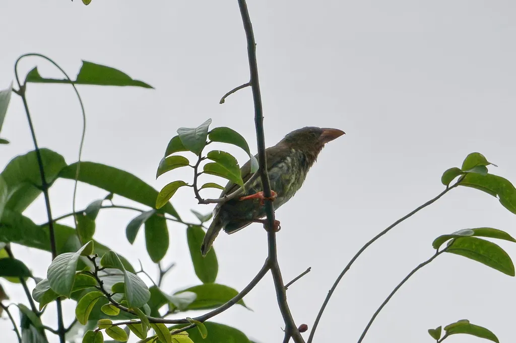 褐拟啄木鸟(Caloramphus fuliginosus)