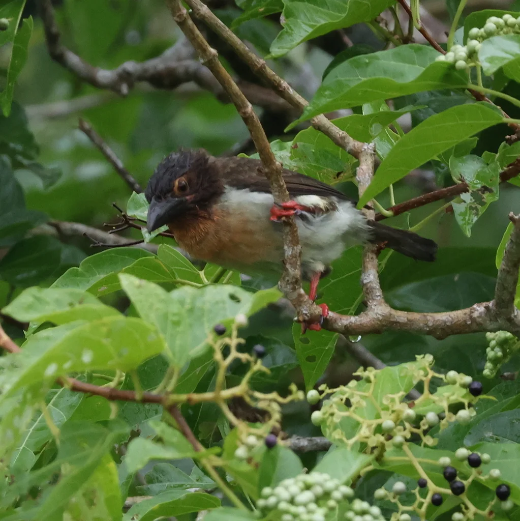 褐拟啄木鸟(Caloramphus fuliginosus)