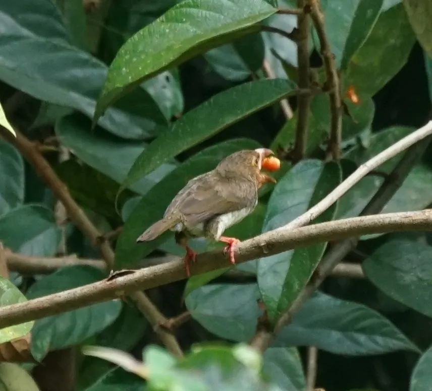 褐拟啄木鸟(Caloramphus fuliginosus)
