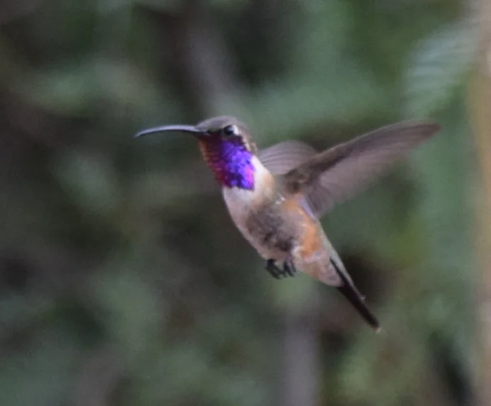瑰丽蜂鸟(Calothorax lucifer)