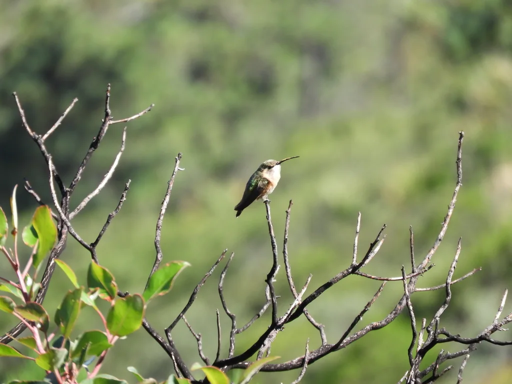 瑰丽蜂鸟(Calothorax lucifer)