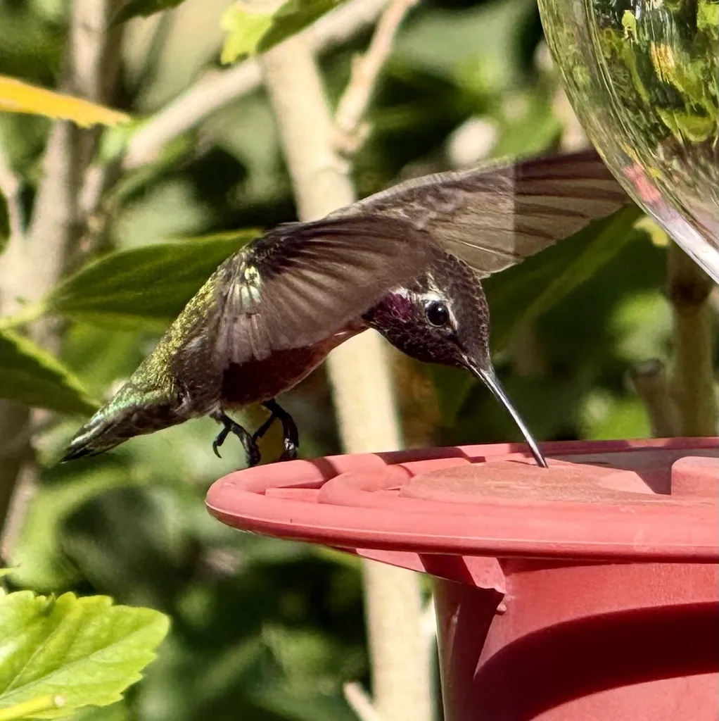 科氏蜂鸟(Calypte costae)