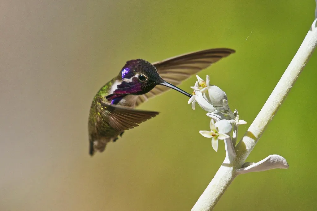 科氏蜂鸟(Calypte costae)