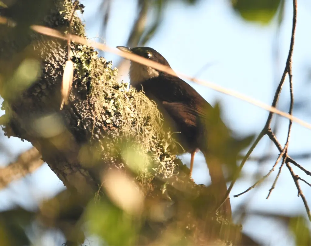西䳭唐纳雀(Calyptophilus tertius)