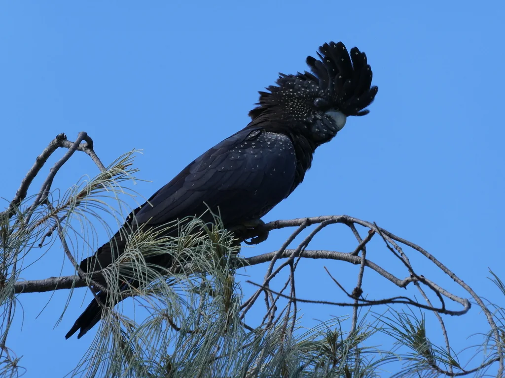 红尾凤头鹦鹉（Calyptorhynchus banksii）