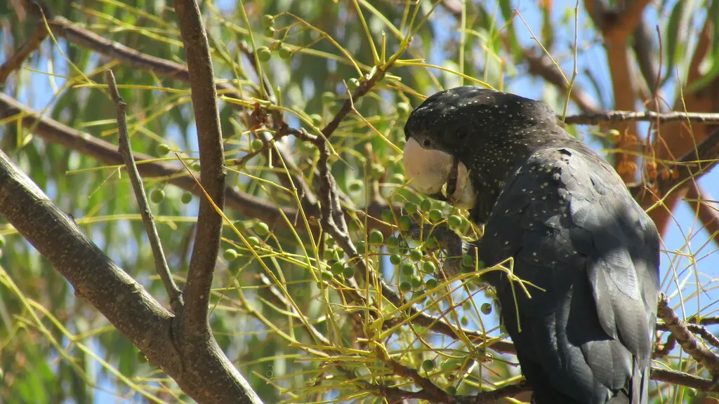 红尾凤头鹦鹉（Calyptorhynchus banksii）