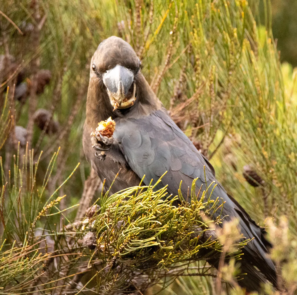 辉凤头鹦鹉(Calyptorhynchus lathami)