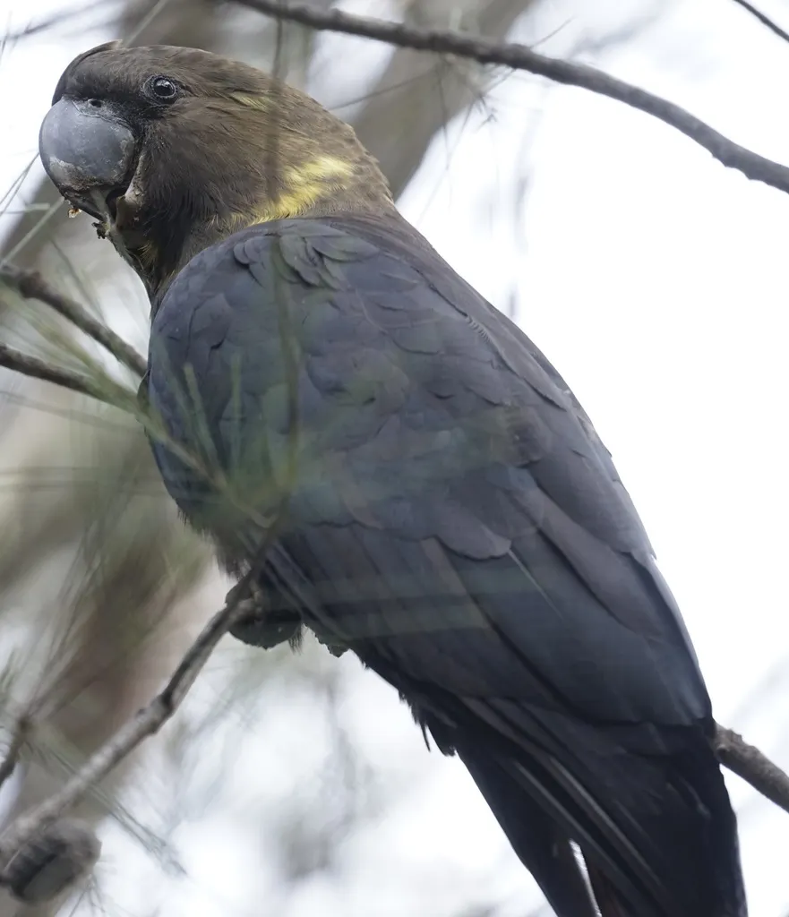 辉凤头鹦鹉(Calyptorhynchus lathami)