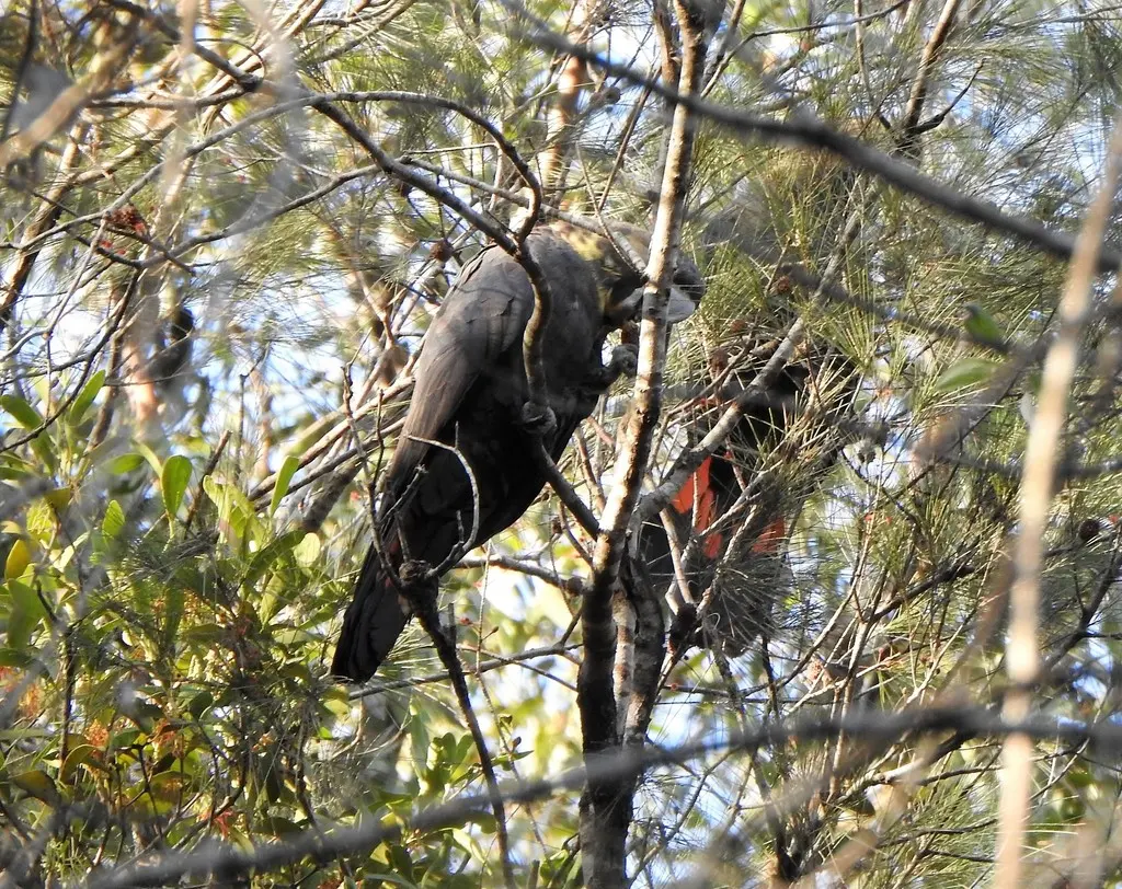 辉凤头鹦鹉(Calyptorhynchus lathami)
