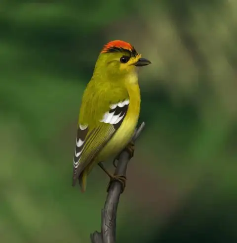 姬伞鸟