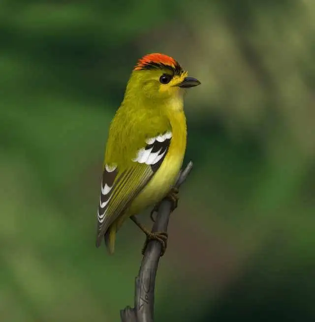 姬伞鸟(Calyptura cristata)