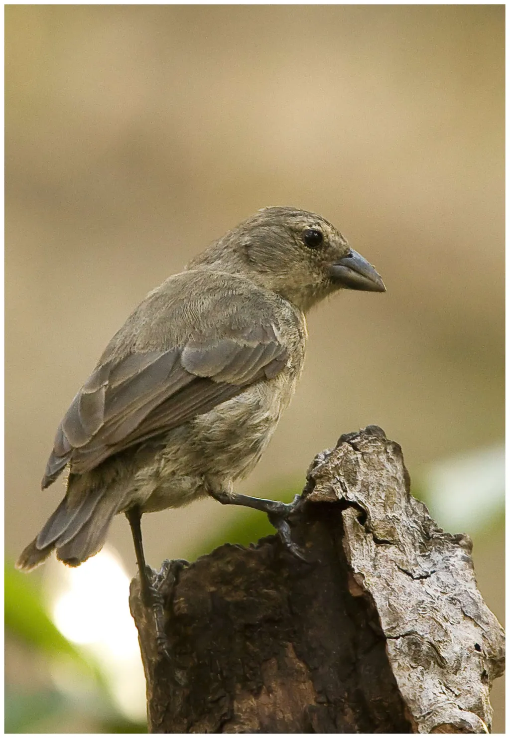 红树林树雀(Camarhynchus heliobates)