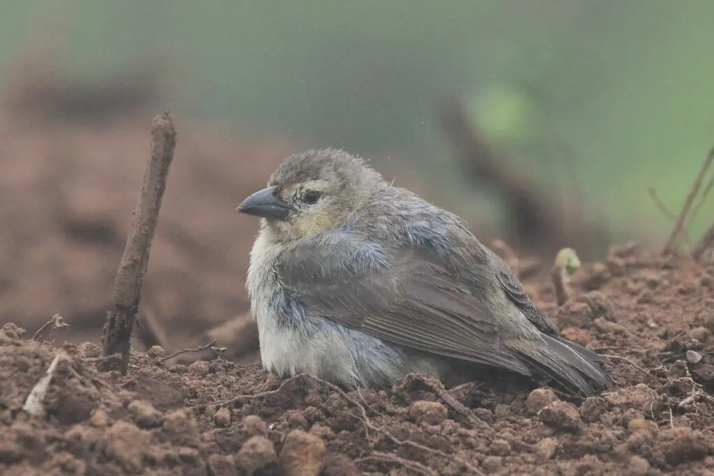 拟䴕树雀（Camarhynchus pallidus）