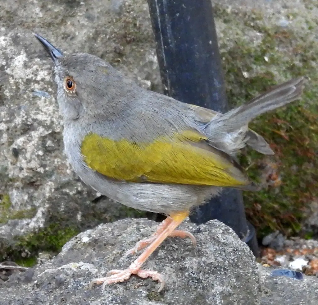 绿背拱翅莺(Camaroptera brachyura)