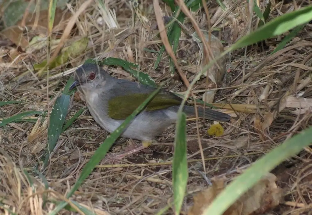 绿背拱翅莺(Camaroptera brachyura)