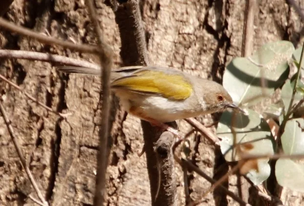 绿背拱翅莺(Camaroptera brachyura)