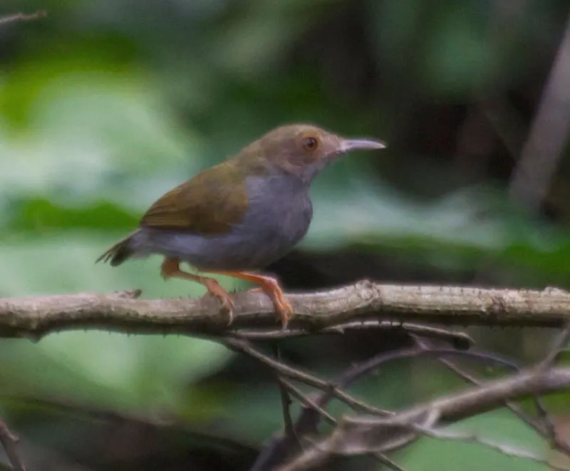 绿拱翅莺(Camaroptera chloronota)