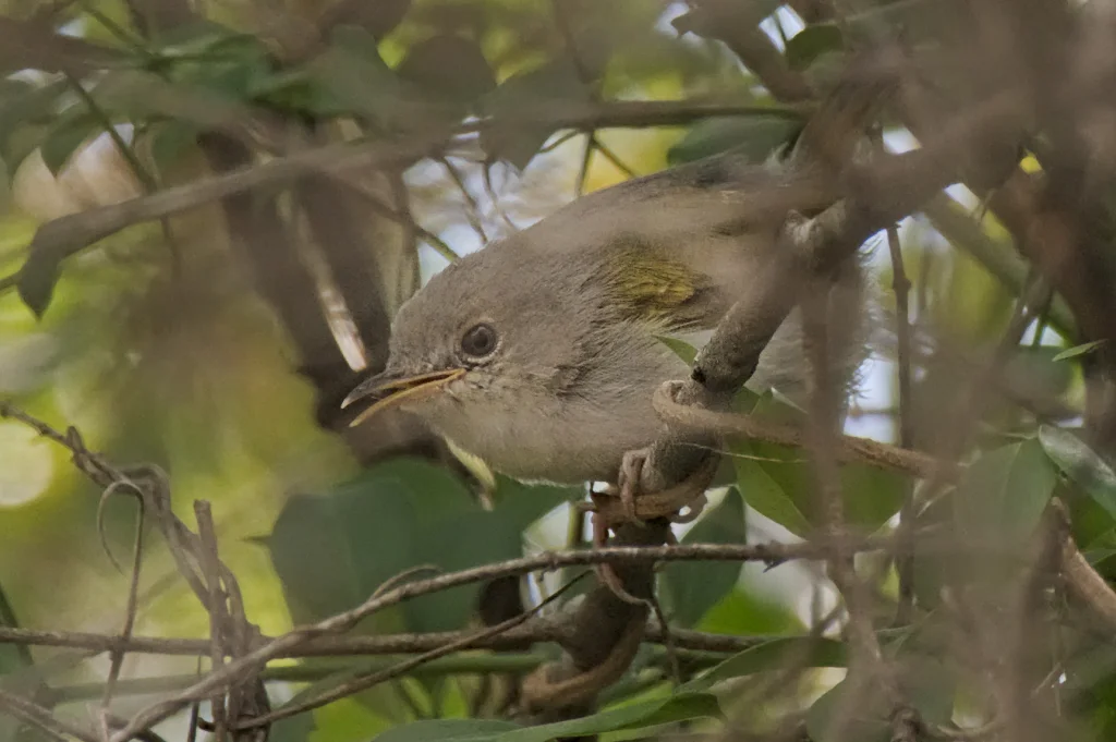 绿尾拱翅莺(Camaroptera harterti)