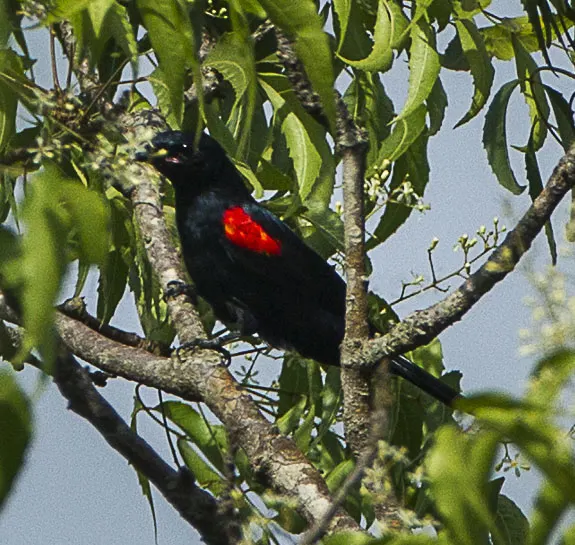 红肩鹃鵙(Campephaga phoenicea)