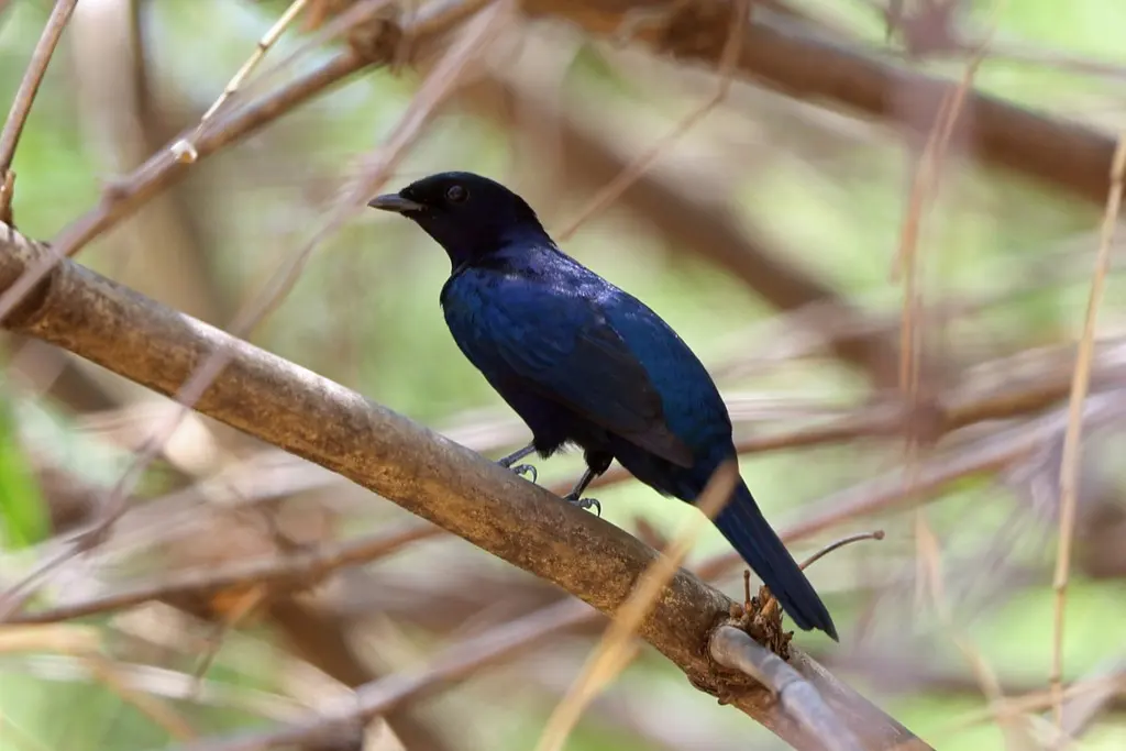 紫喉鹃鵙(Campephaga quiscalina)