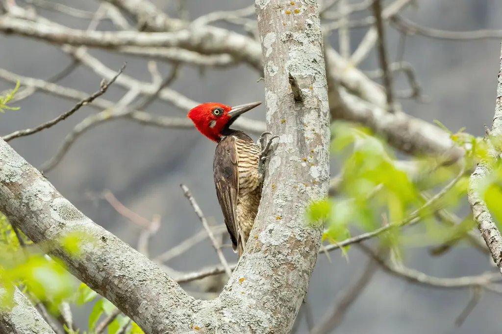 厄瓜多尔啄木鸟（Campephilus gayaquilensis）