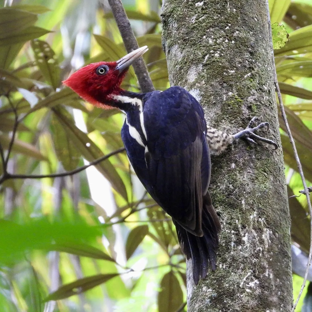 淡嘴啄木鸟(Campephilus guatemalensis)