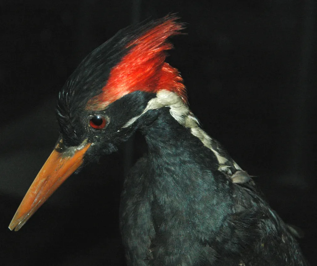 帝啄木鸟(Campephilus imperialis)
