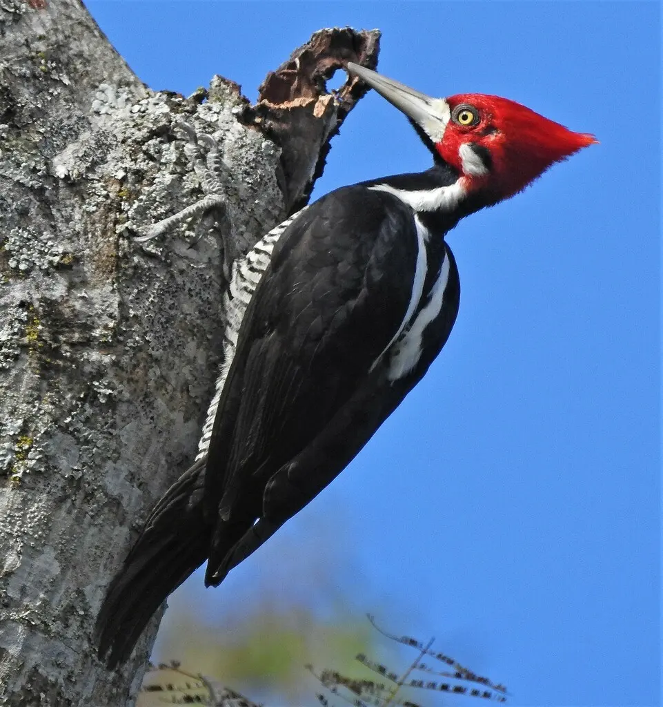 朱冠啄木鸟(Campephilus melanoleucos)